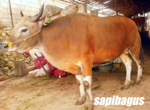 Sapi Bali Berat 350 kg, dikandang Sapi bagus