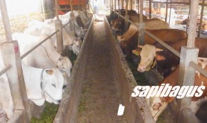 sapi PO