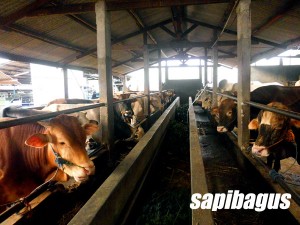 sapi limosin