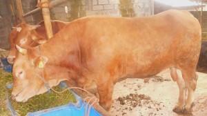 Sapi Madura Bobot 300 kg, di Kandang Sapibagus