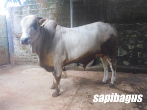 SAPI PO-400 KG