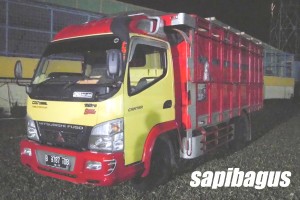 TRUK ANGKUT SAPI