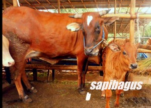 limosin-betina-
