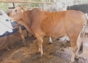 Sapi Madura Berat 300 kg, Kandang Sapi bagus