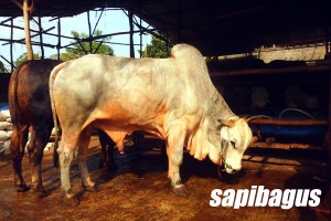 SAPI SUPER BRAHMAN di KANDANG sapibagus