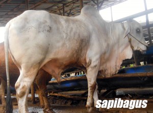 SAPI BRAHMAN STOK KANDANG SAPI BAGUS