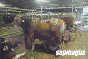 sapi potong-lokal-bali