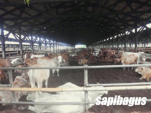 KANDANG-SAPI-BX-1