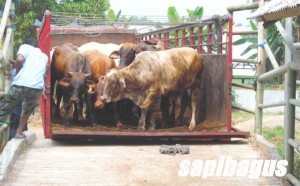 Sapi-Import-2014