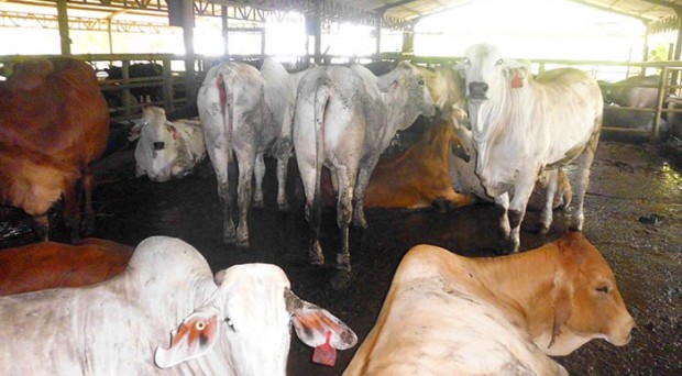 mengenal jenis sapi lokal