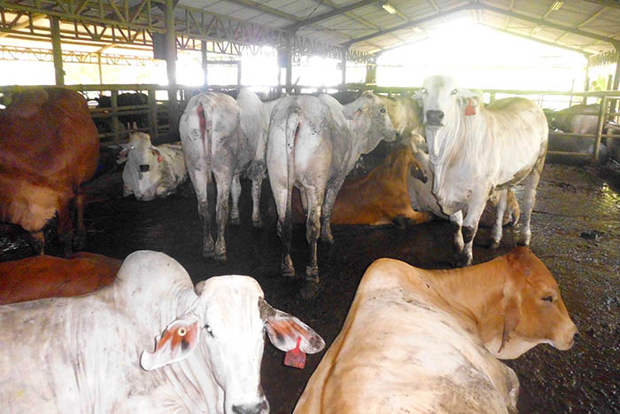 mengenal jenis sapi lokal