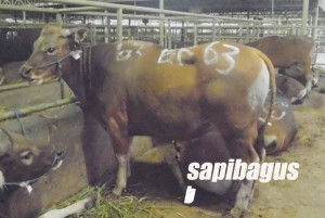 Sapi Bali di kandang Rumah Pemotongan Hewan