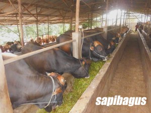 rahasia sukses penggemukan sapi potong