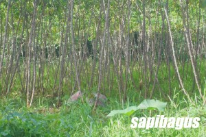 POHON SINGKONG
