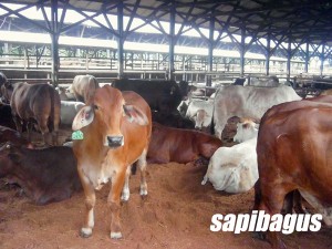 SAPI BX STER