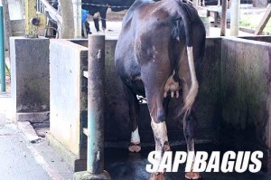 Sapi Perah BBG