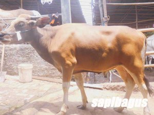 SAPI-BALI-11JT-200KG