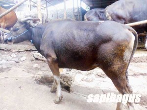 Sapi Bali Murah