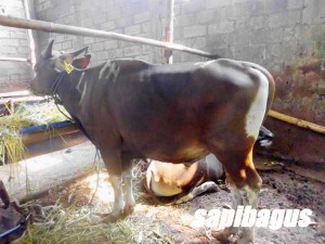 Sapi Bali Qurban Murah Jakarta