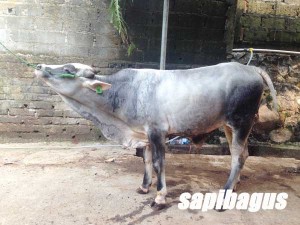 Jual Bibit-sapi-segon