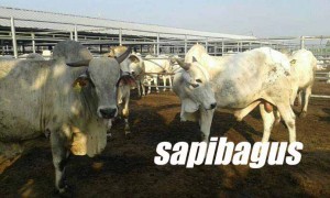 Sapi-PO-Jawa-Lokal