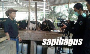 Sapibagus-Transtv
