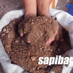 Konsentrat-Pakan-Sapi-Potong