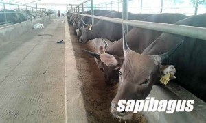 Sapi Kupang Telinga sobek