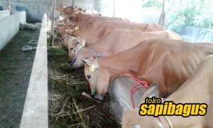 Jual-Sapi-madura-2016