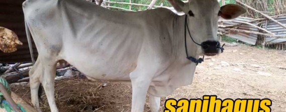 Sapi-SO-Jepara
