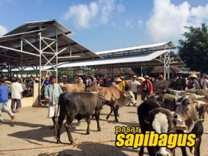 Harga-sapi-wonosari-gunung-kidul