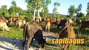 Padang-penggembalaan--sapi