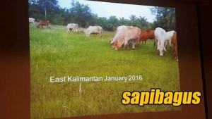 Sapi-kalimantan-timur