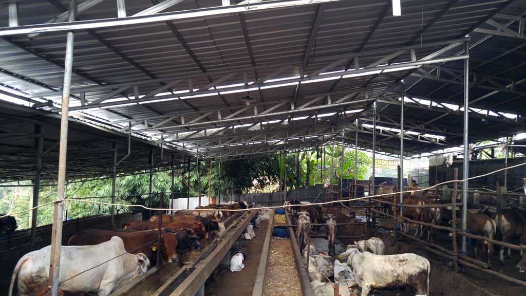 kandang-sapi-bagus-2016