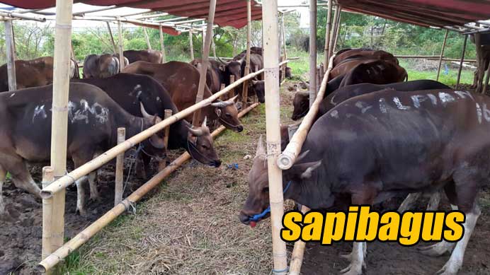 lapak-hewan-qurban-2017