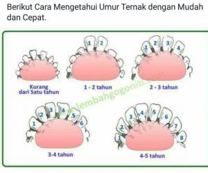 cara-melihat-umur-sapi-melalui-gigicara-melihat-umur-sapi-melalui-gigi