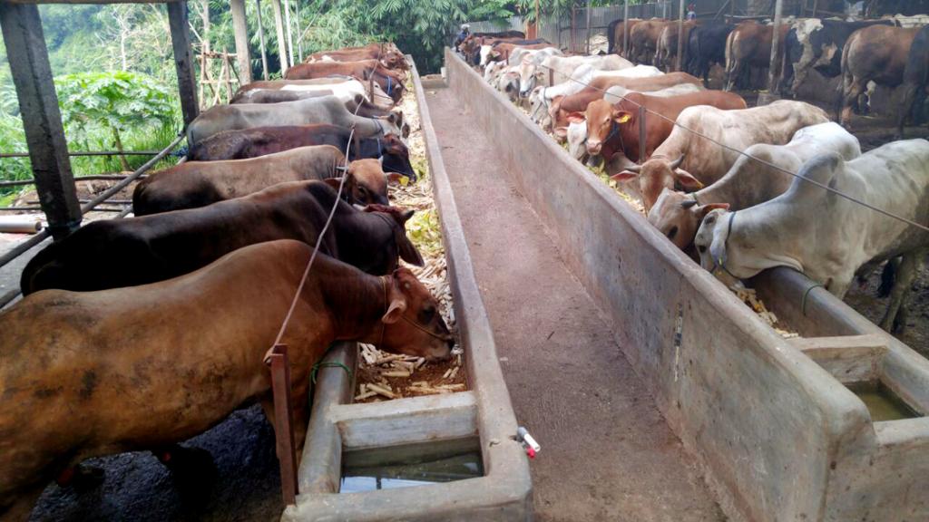 Pembuatan Konsentrat Pakan Sapi Kambing