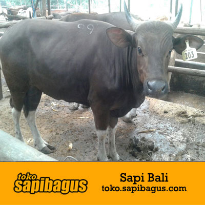 Sapi Qurban Bali 300 Kg - sapibagus.com