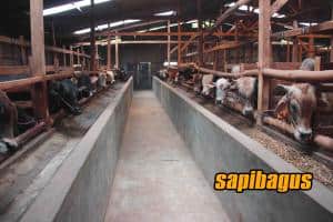 Kandang Peternakan Sapi yang bersih