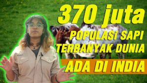 mahasiswi india pkl di sapibagus