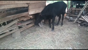 pengobatan sapi roboh