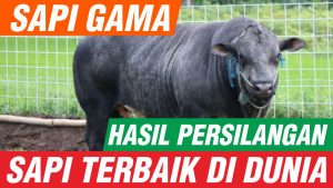 sapi gama sapi terbaik dunia