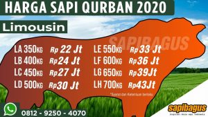 Harga Promo Sapi Qurban Sapibagus 2020