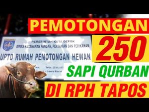 pemotongan 250 ekor sapi qurban
