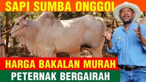 sumba ongole
