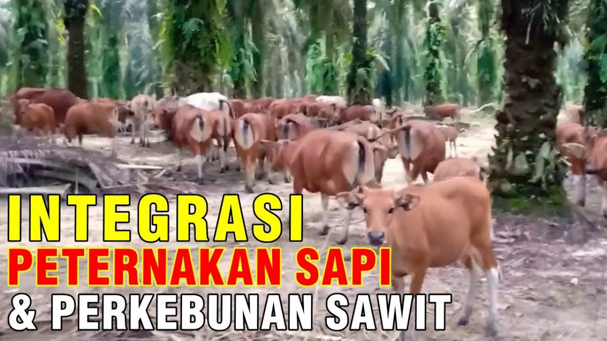 Pelepah Sawit Untuk Pakan Ternak Sapi Archives Sapibagus Academy 7383