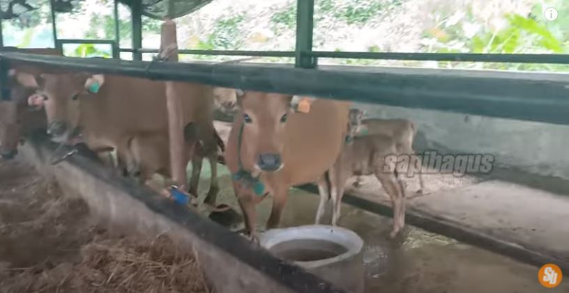 kandang sapi potong