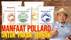berbagai jenis pollard