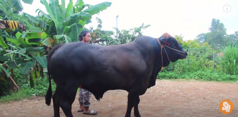sapi brangus australia