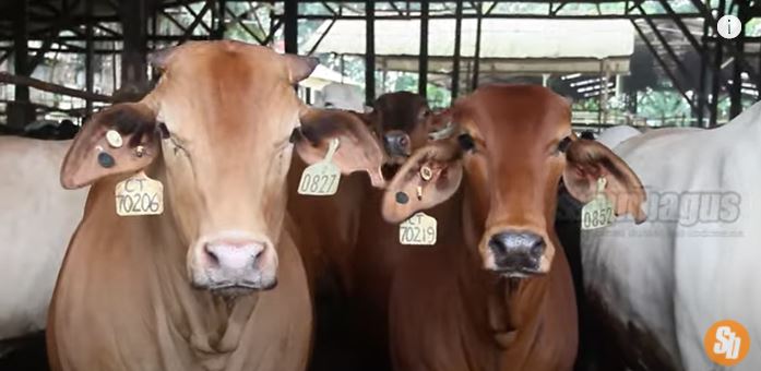 lima alasan feedlotter impor bakalan sapi bx